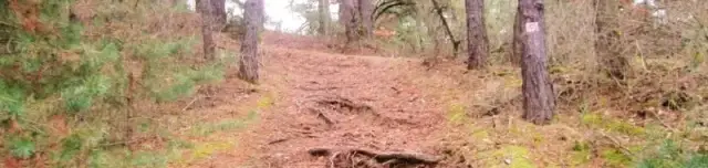 Betyárdombi tanösvény