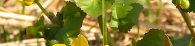 Gólyahír tanösvény