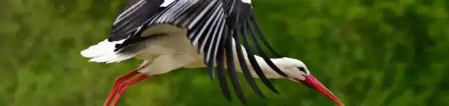 Fehér-gólya tanösvény