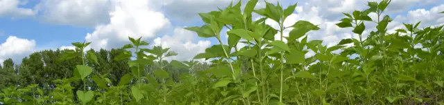 Nemzeti Biodiverzitás- és Génmegőrzési Központ