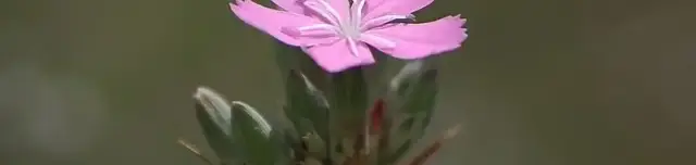 Tartós szegfű tanösvény