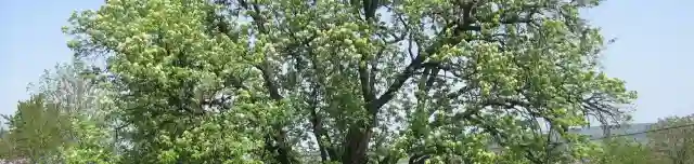 300 éves berkenyefa