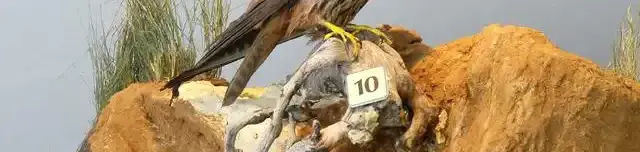 Tiszazugi Földrajzi Múzeum