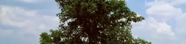 Mátyás király fája