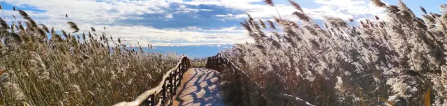 Nádirigó tanösvény