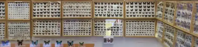 Lepke- és ásványkiállítás