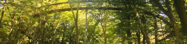 Tardosi lombkorona tanösvény