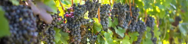 Kálmán-hegyi pincesor