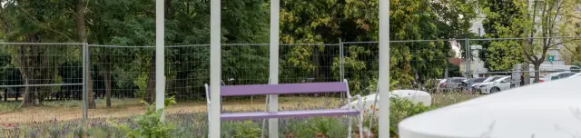 Megnyílt a főváros első levendulaparkja