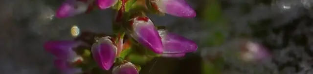 Csarabos tanösvény