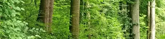 Öreg-bükk tanösvény