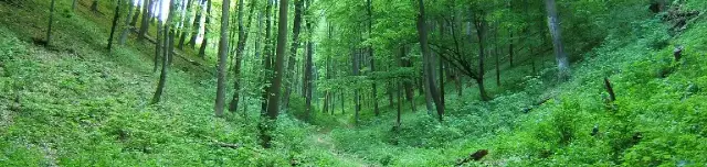 Erdőanyai Tanösvény