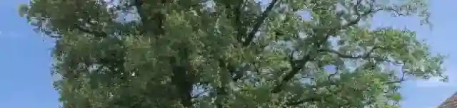 130 éves kocsányos tölgy