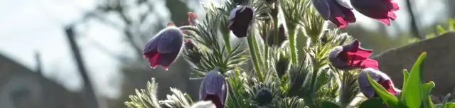 Gyógynövény-völgy