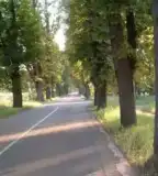 Gesztenye fasor, Recsk