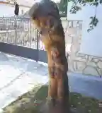 Almalopó fiú, Bakonykúti