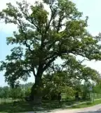 Petőfi-fa, Dömsöd