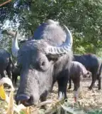 Bivalyrezervátum, Szécsisziget