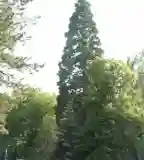 Hegyi Mamutfenyő, Balatonfűzfő