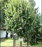 Milleniumi emlékfa, Botykapeterd