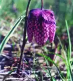 Lankóci erdő, Gyékényes