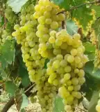 Szőlőhegy, Gyékényes