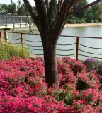 Kopaszi-gát, Budapest