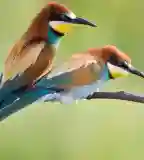 Gyurgyalagos, Albertirsa