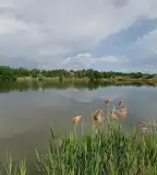 Pikkelyhalom horgásztó, Aldebrő