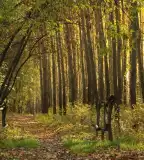 Tisza hullámtéri tanösvény, Algyő