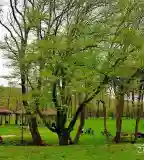 Alsóperei Nádasdy arborétum, Olaszfalu