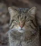 Vadmacska tanösvény, Alsóregmec