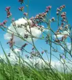 Montág-puszta, Ambrózfalva