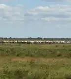 Réce tanösvény, Apaj