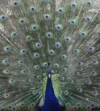 Szarvasi Arborétum (Pepi-kert), Szarvas