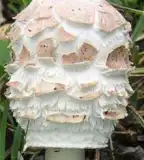 Gárgyán-erdei pihenőpark, Ásotthalom