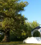 Feketenyár, Ásványráró