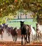 Bábolna Nemzeti Ménesbirtok, Bábolna