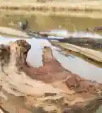 Köcsi-tó tanösvény, Balatonalmádi