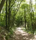 Parkerdő, Balatonföldvár