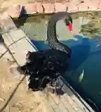 Balatoni Madárkert, Kereki