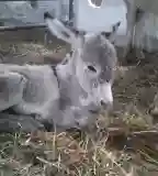 Állatsimogató, Balatonmagyaród