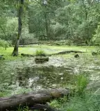 Bátorligeti Ősláp és Tanösvény, Bátorliget