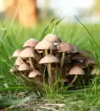 Gombaismereti Tanösvény, Bejcgyertyános