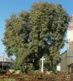 Görögkatolikus templom, Beregdaróc