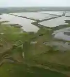 Biharugrai-halastavak, Biharugra