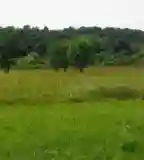 Biológiai tanösvény, Hollókő