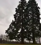 Mamutfenyők, Budakeszi