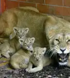 Fővárosi Állat- és Növénykert, Budapest