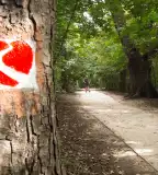 Normafa Kardioösvény, Budapest